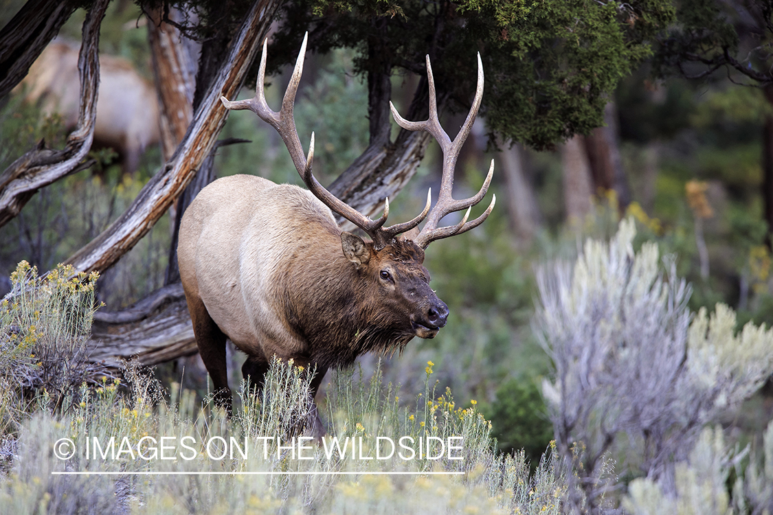 Rocky Mountain Bull Elk in habitat.