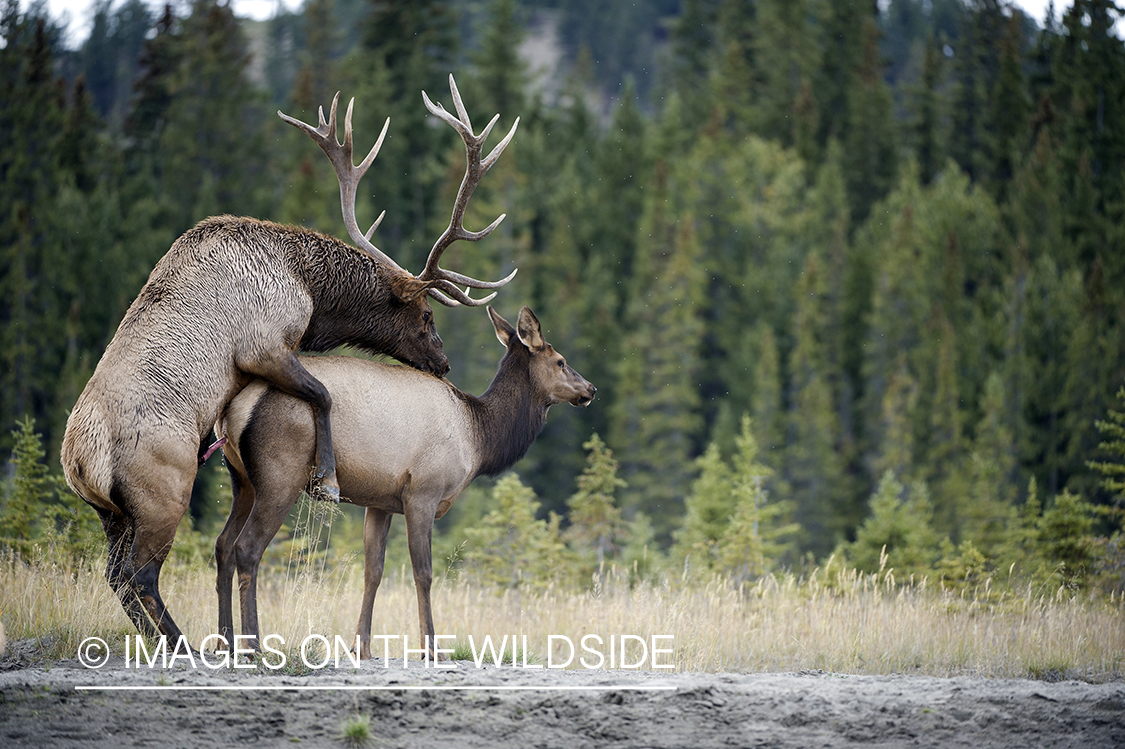 Bull elk on cow in habitat.