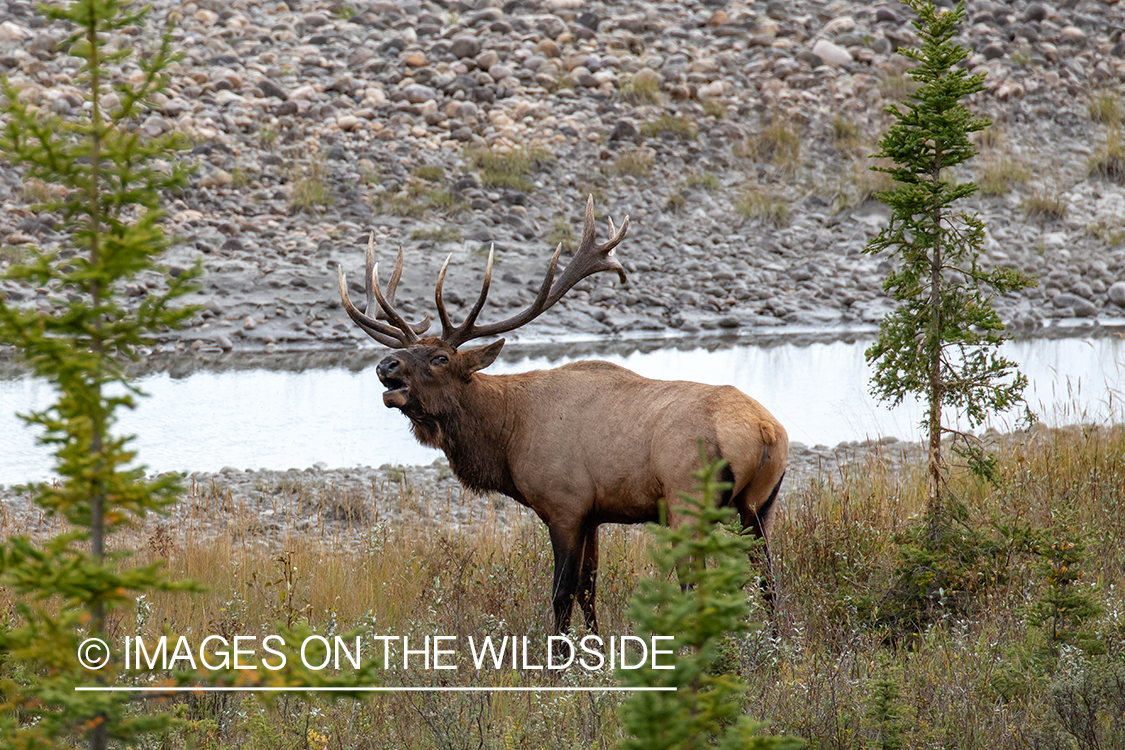 Bull elk in autumn habitat.