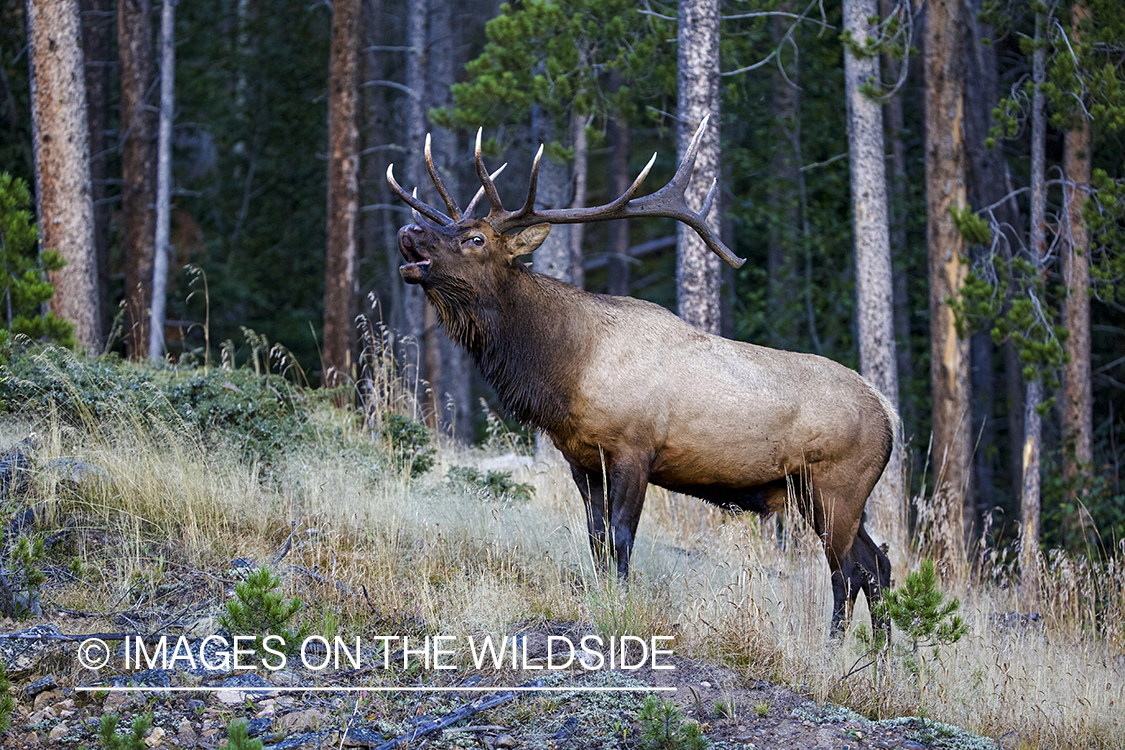 Bull elk bugling in forest.