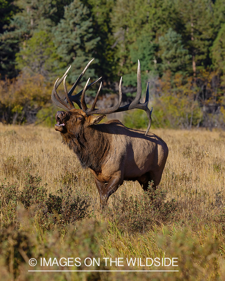 Bull elk bugling.