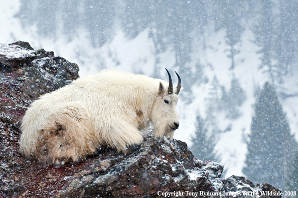 Billy Mountain Goat