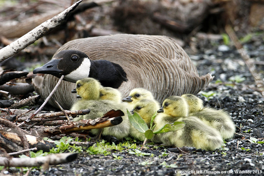 Goose with goslings.