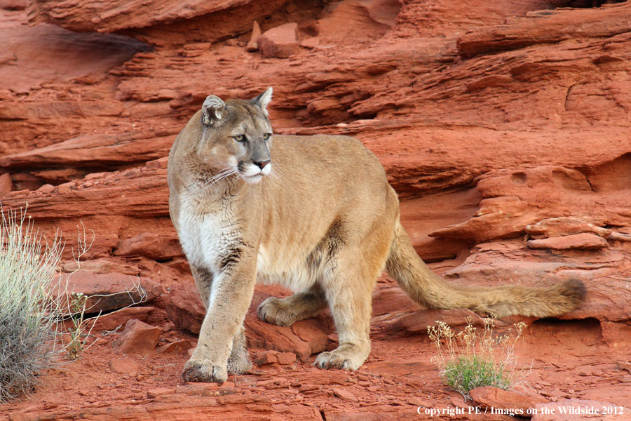 Mountain Lion in habitat.