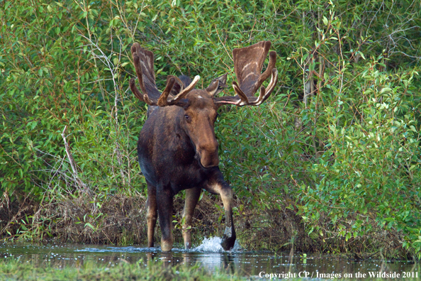 Shiras Moose in habitat. 