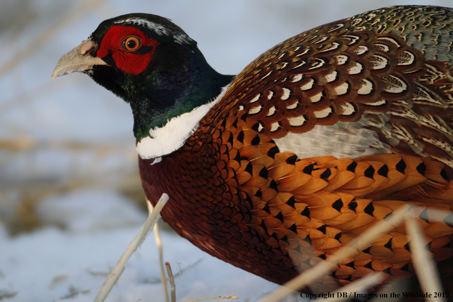 Ring-necked pheasant in field.