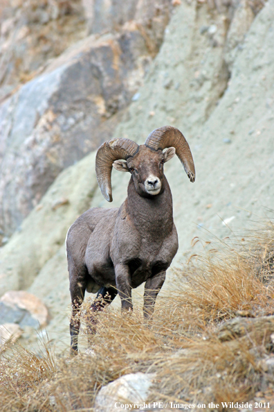 Rocky Mountain Bighorn Sheep in habitat. 