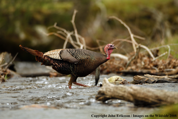 Eastern Wild Turkey walking through water