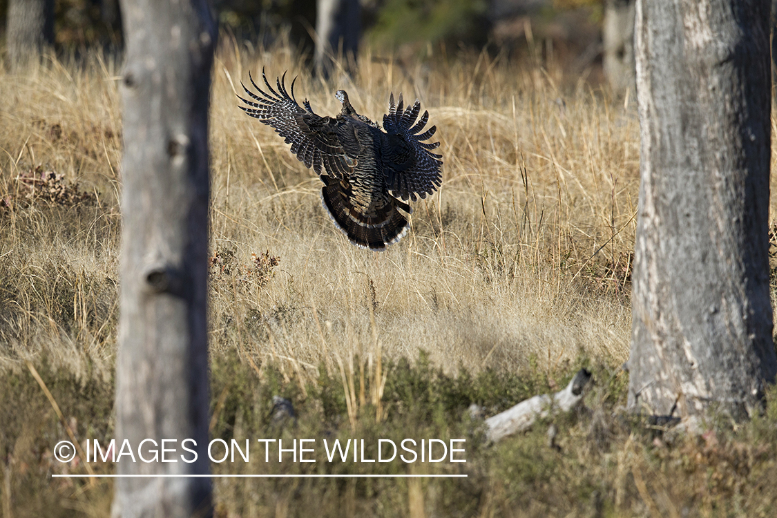 Eastern Wild Turkey in flight.