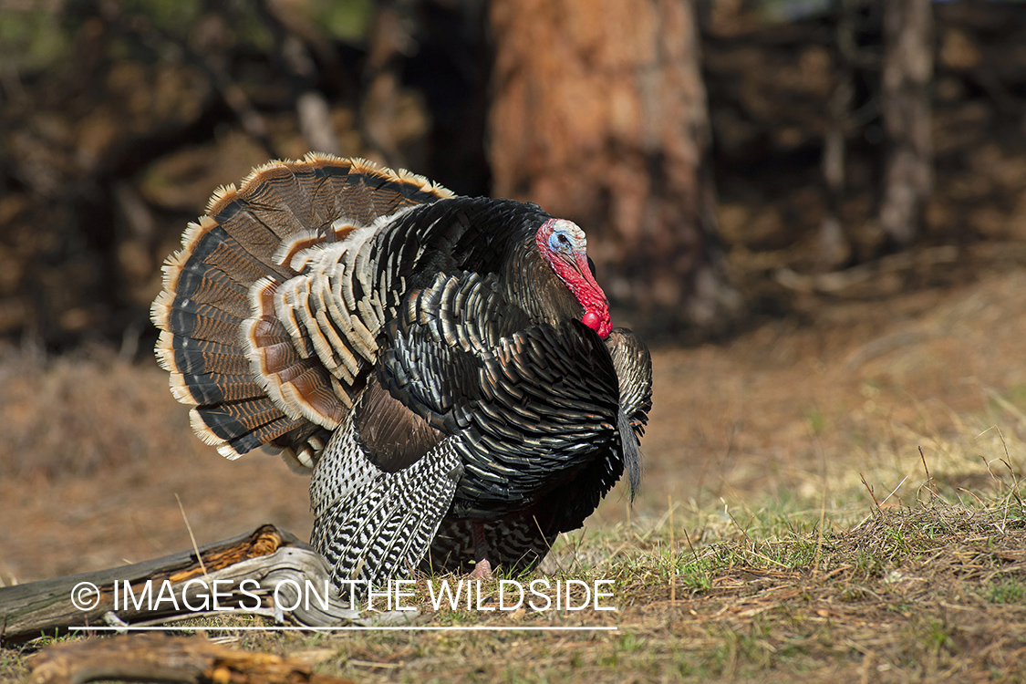 Merriam's turkey tom in full strut.