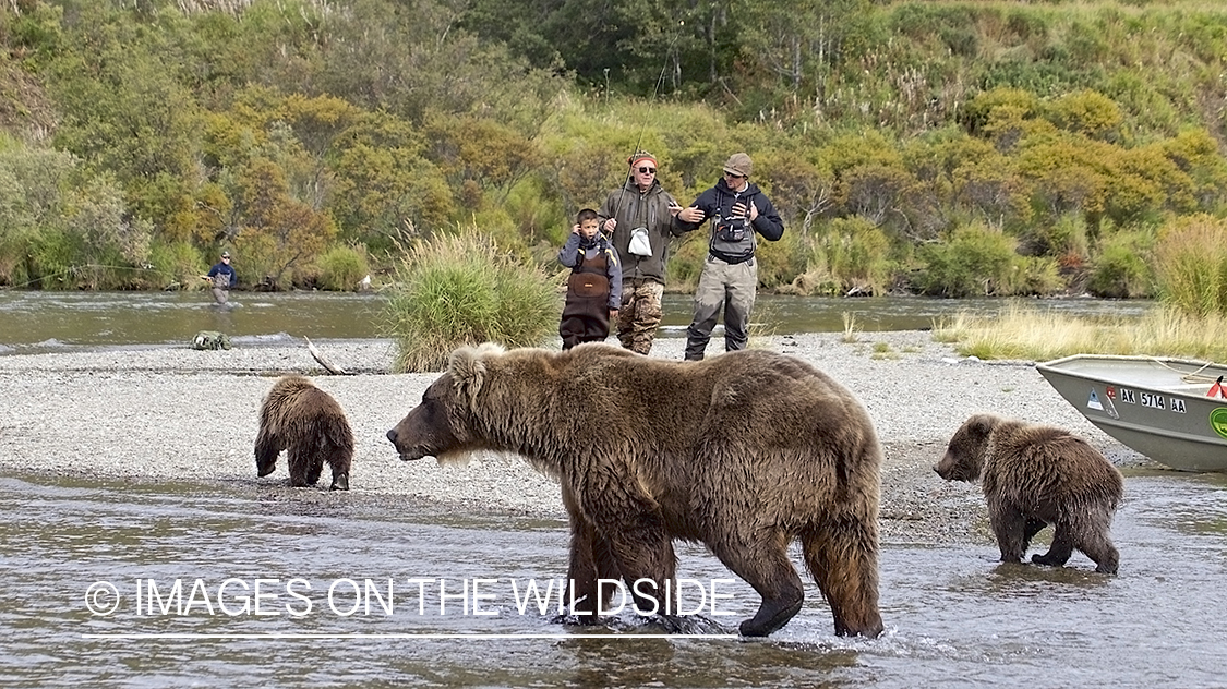 Brown Bear with cubs walking by freshwater flyfishermen. 