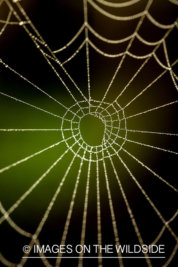 Dew covered spider web.