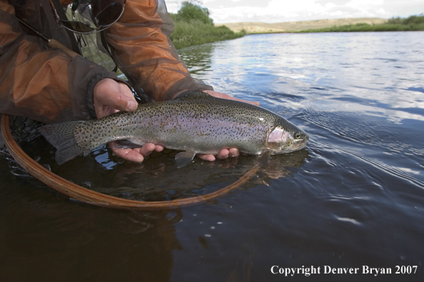 Flyfishermen with rainbow trout (close up of trout).