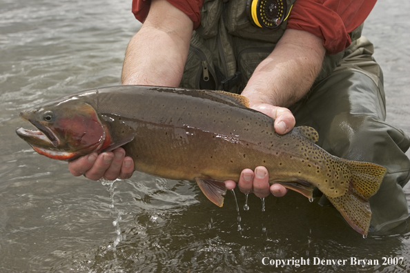 Flyfisherman with large cutthroat trout.