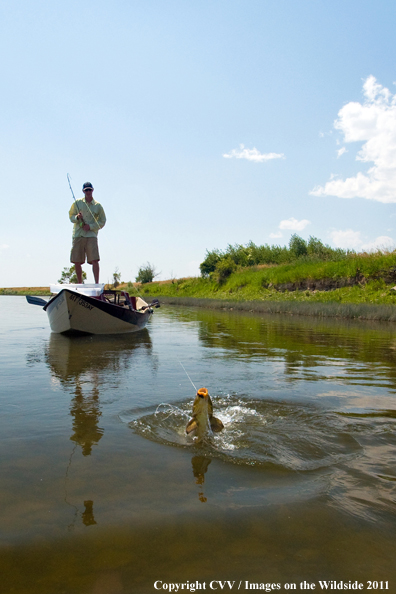 Flyfisherman with carp on line. 