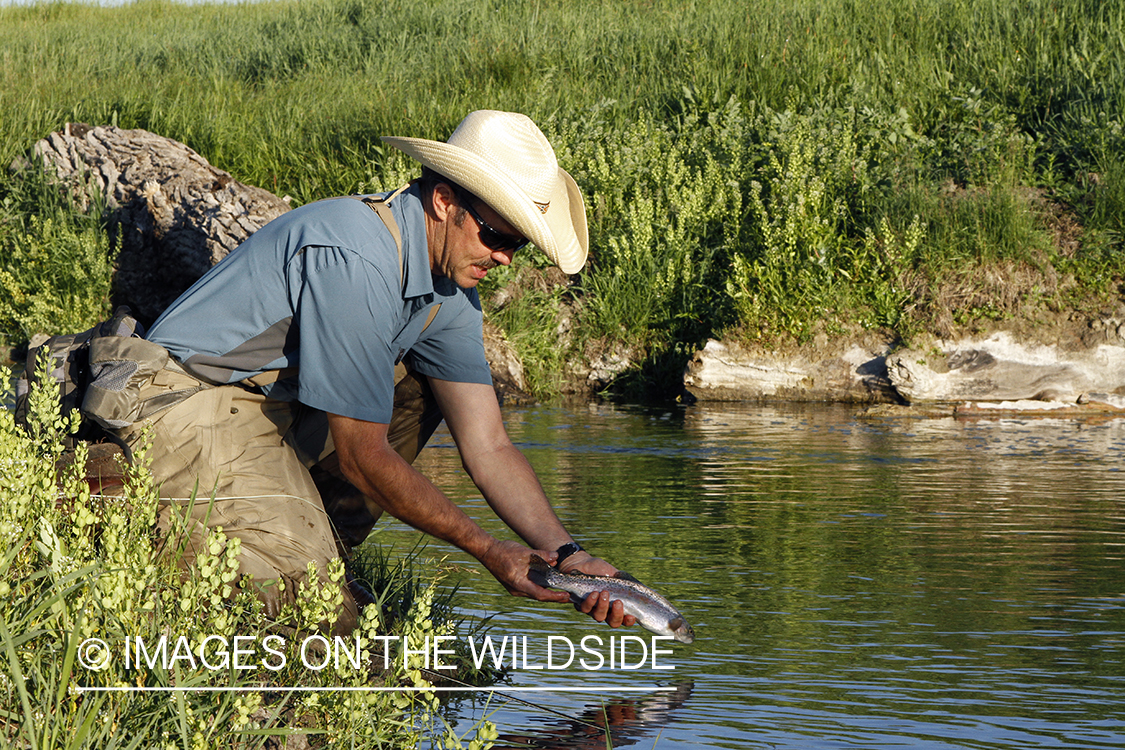 Flyfisherman releasing rainbow trout.