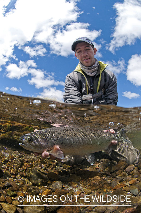 Flyfisherman releasing rainbow trout.