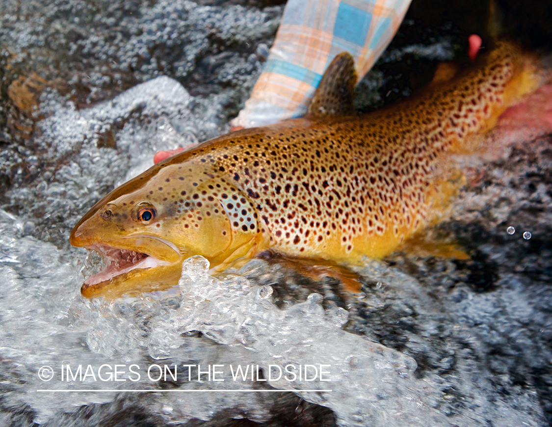 Flyfisherman releasing brown trout.