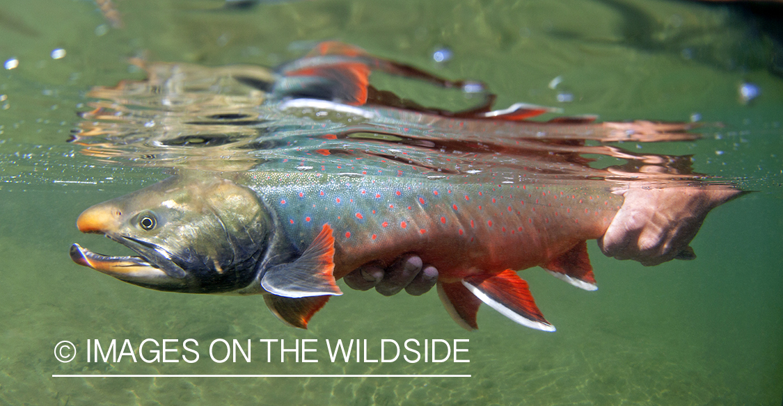 Arctic char being released in Alagnak River, Alaska. 