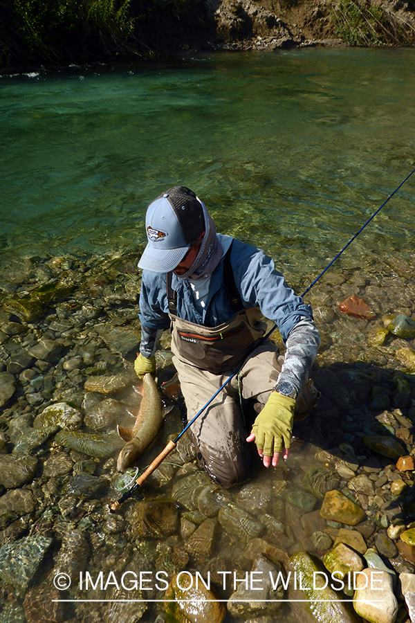 Flyfisherman releasing bull trout.