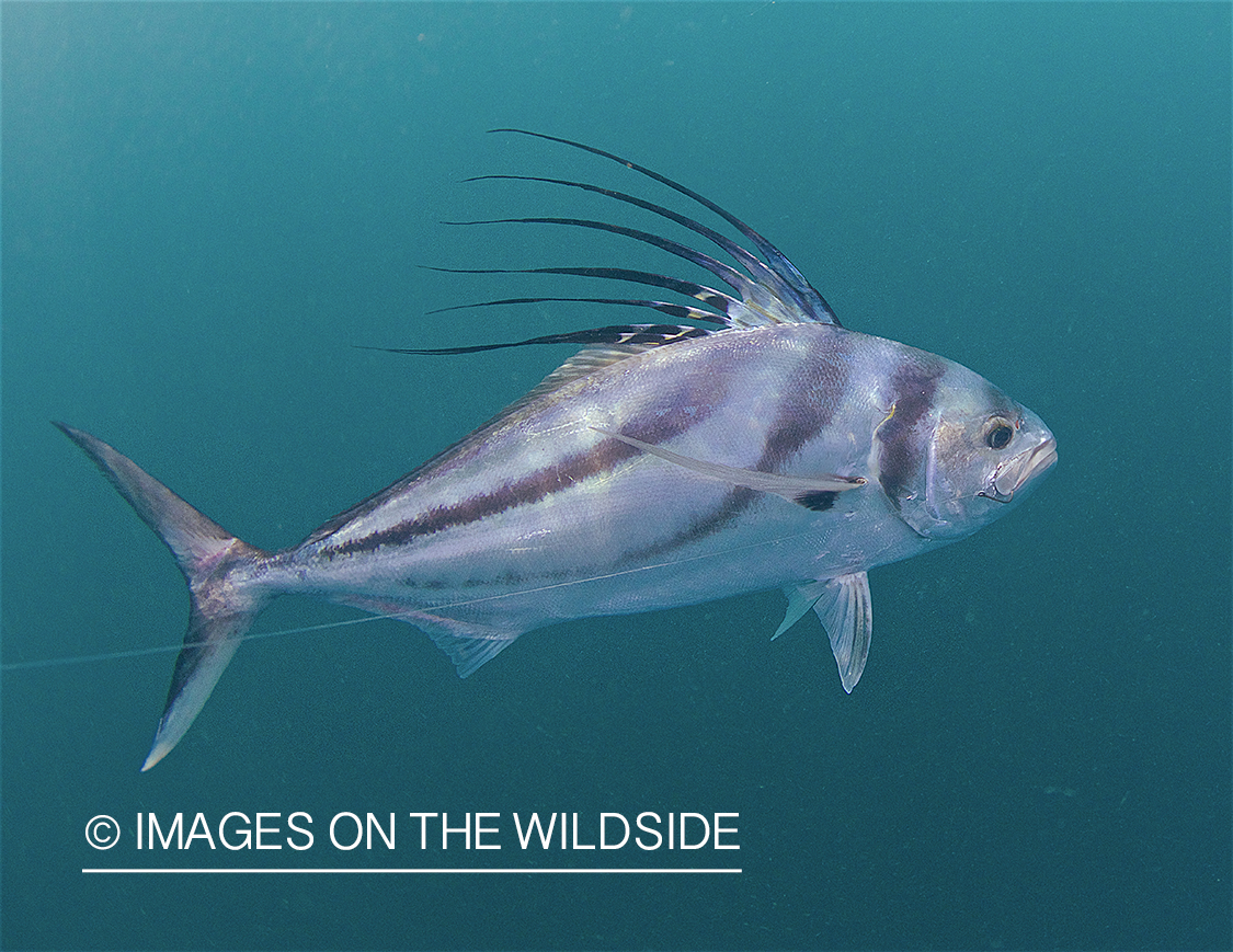 Roosterfish in ocean.