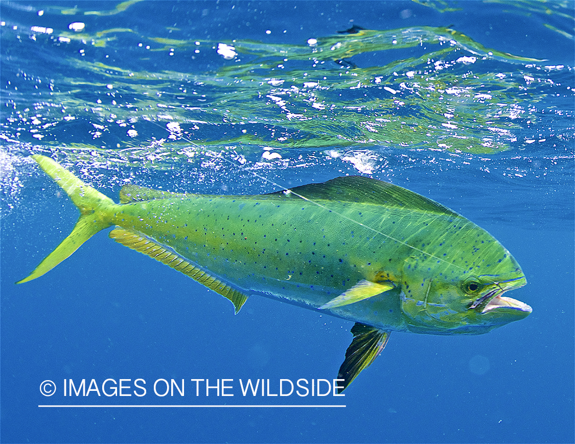 Hooked Dorado underwater.