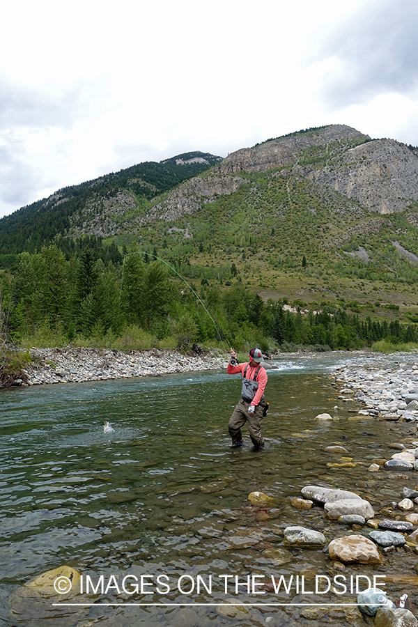 Flyfisherman fighting trout.