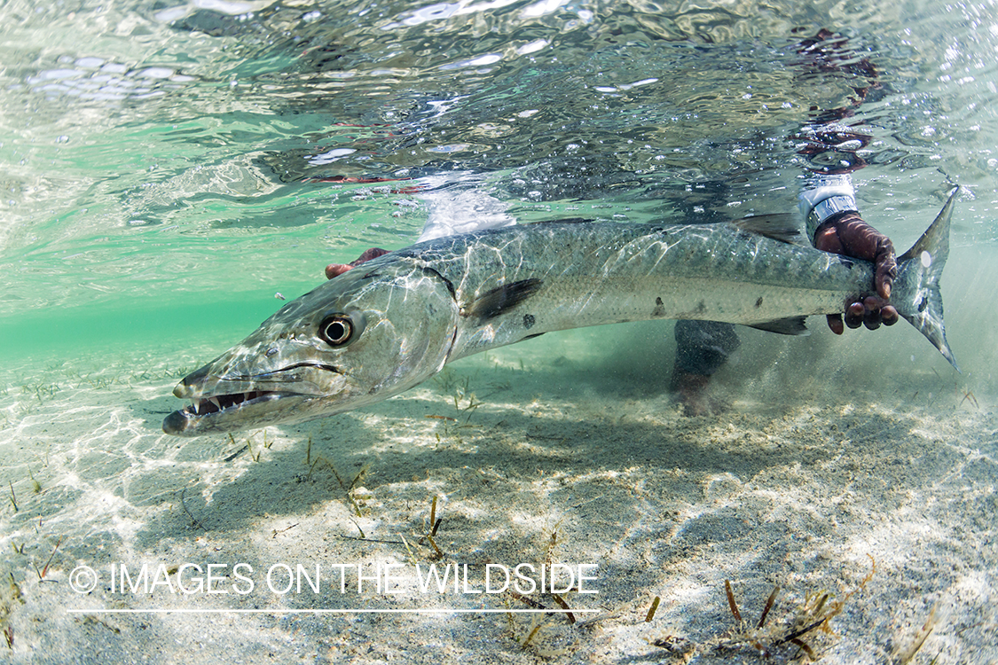 Flyfisherman releasing Barracuda.