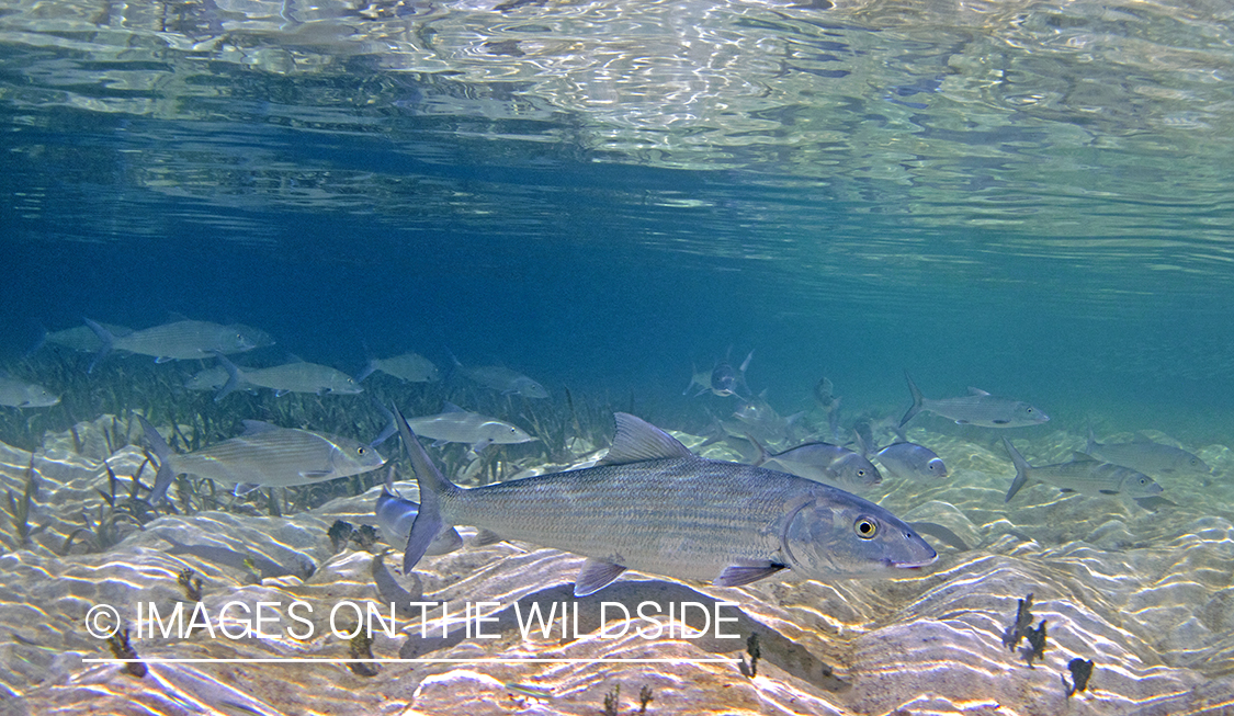 Bonefish in habitat.