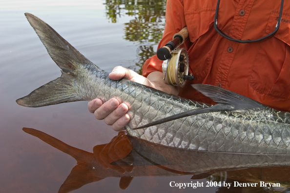 Flyfisherman holding tail of a tarpon