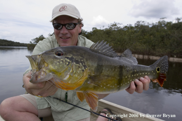 Fisherman holding Peacock Bass