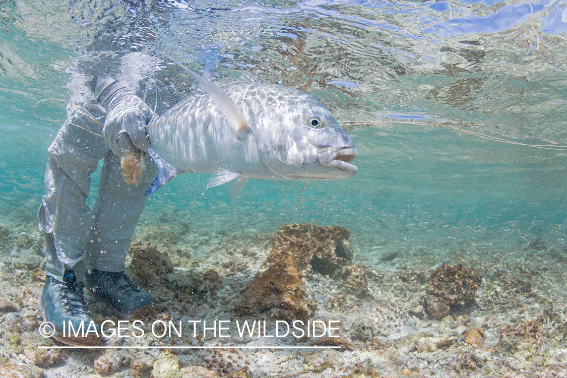 Flyfisherman releasing bluefin trevally.