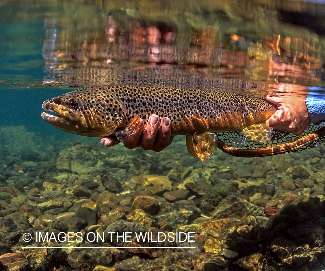 Flyfisherman releasing brown trout.