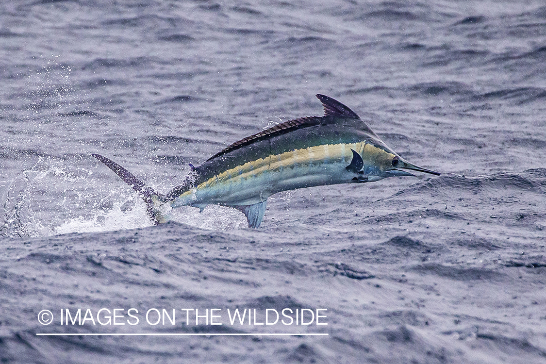 Marlin (blue) jumping.