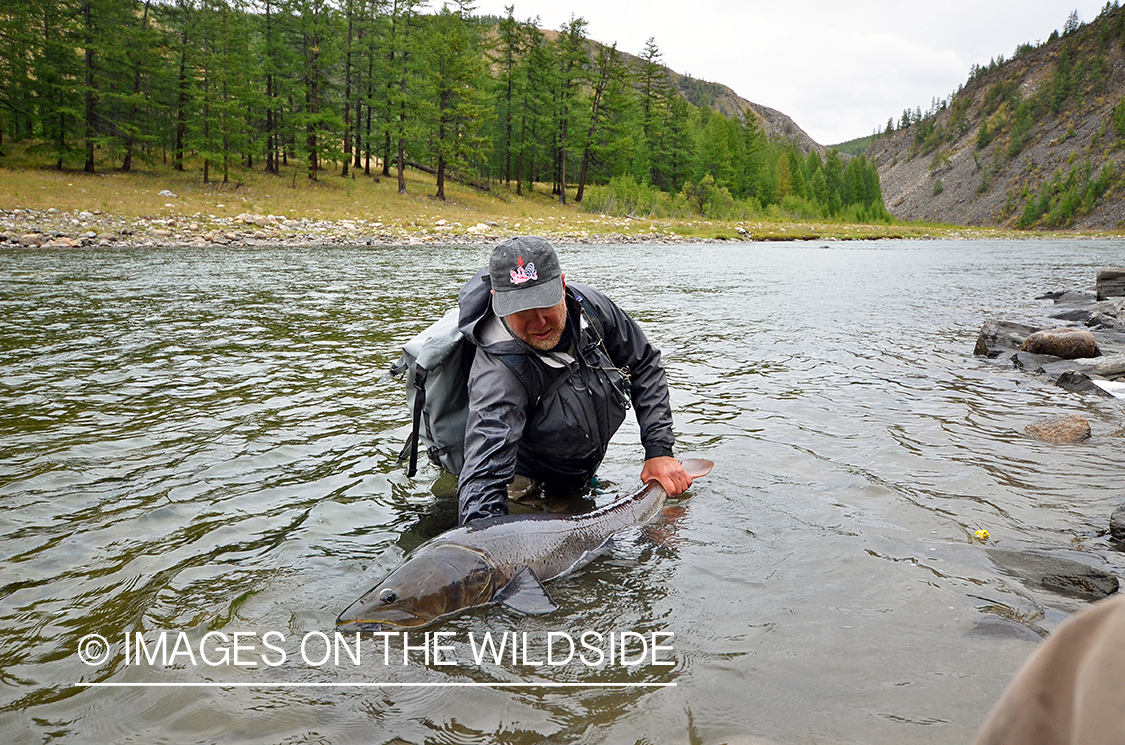 Fly fisherman releasing Taimen.