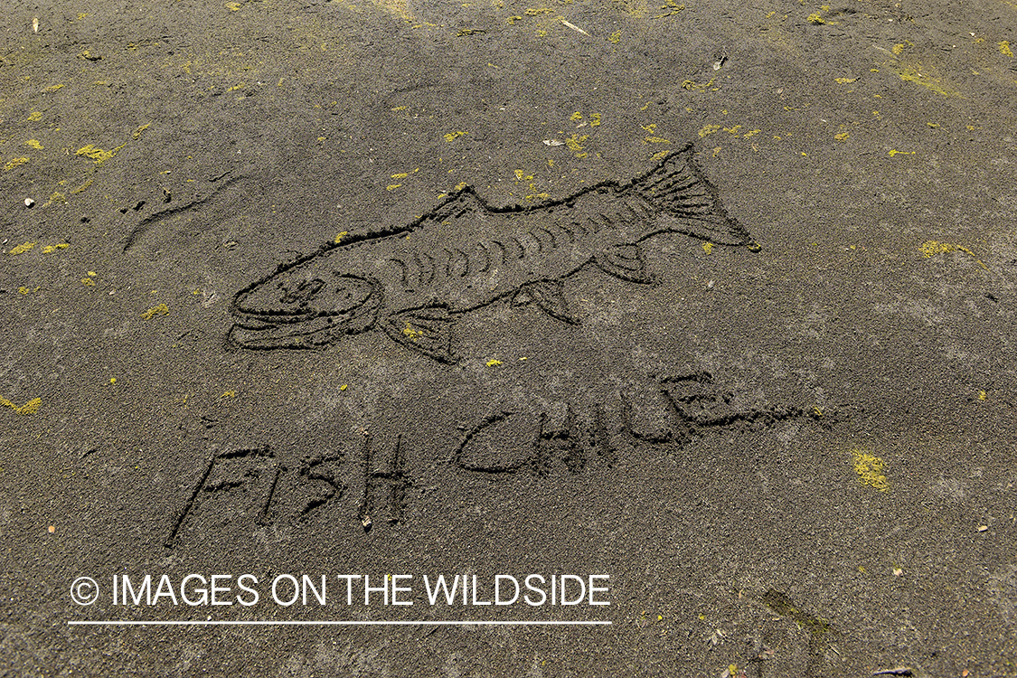 Fish Chile sand drawing.