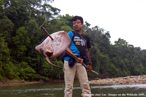 Flyfisherman holding a speared Stingray