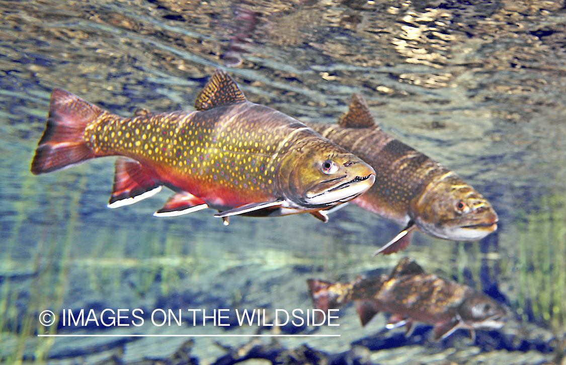 Brook trout in habitat.