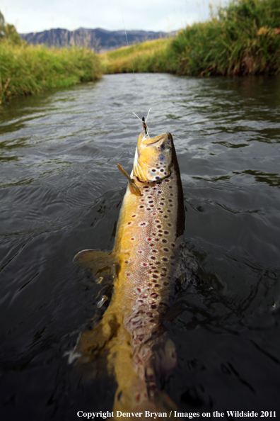 Hooked brown trout in stream. 