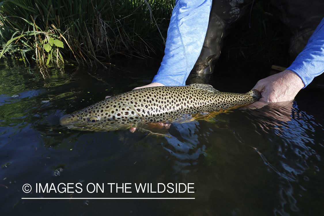 Flyfisherman with brown trout.