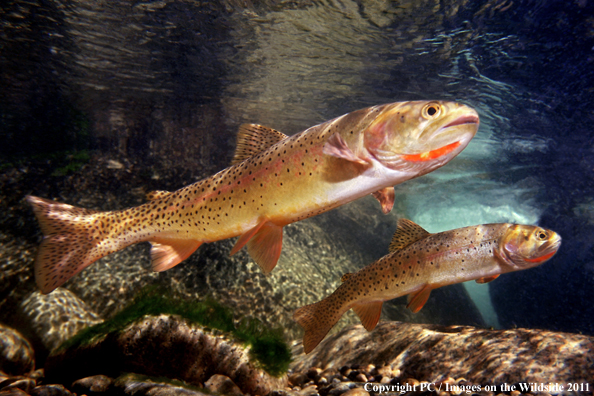 Yellowstone Cutthroat, MT. 