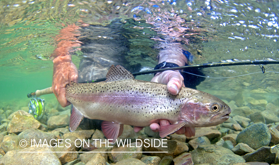 Flyfisherman with Rainbow Trout. 