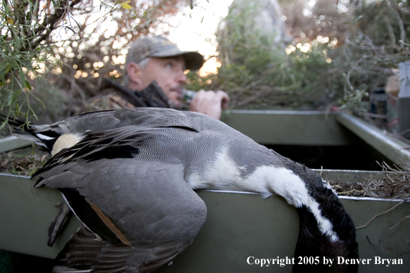 Duck hunter calling ducks from blind.