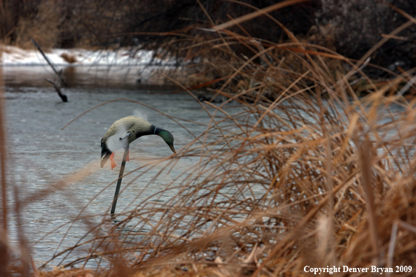 Duck Decoy