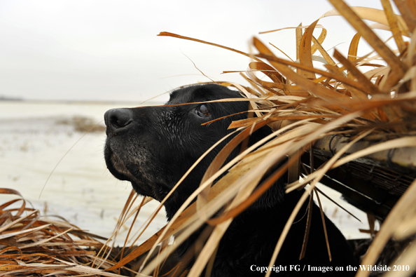 Black Labrador Retriever looking out from hunting blind