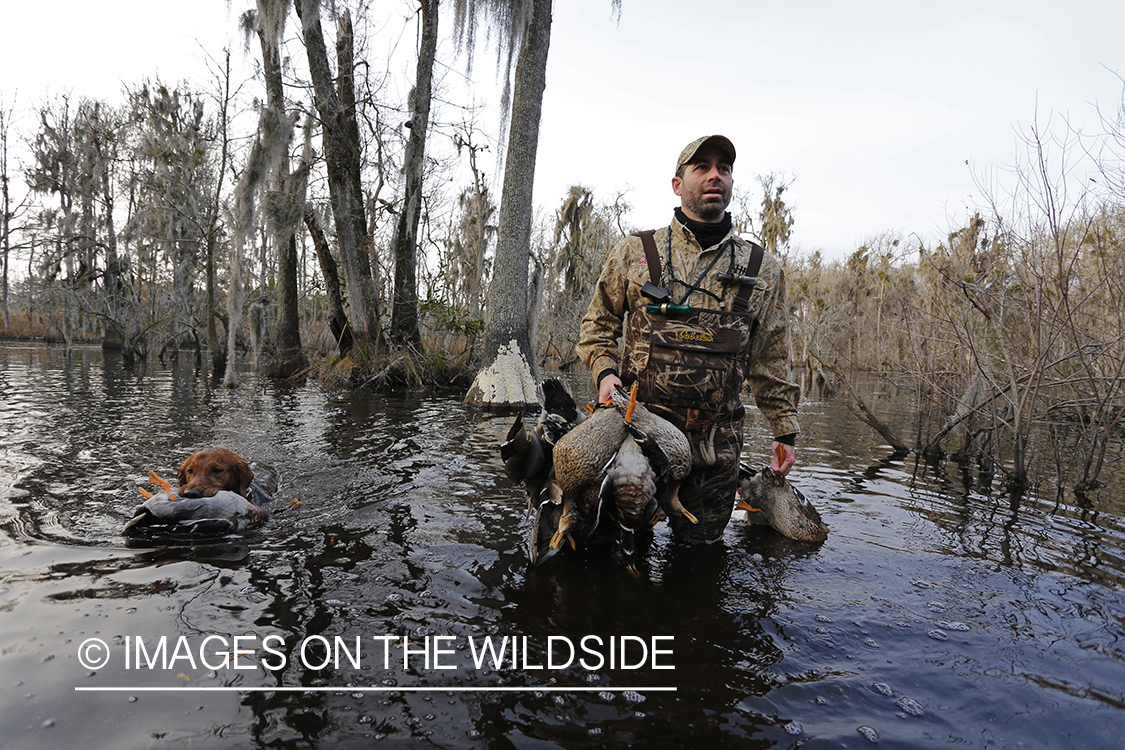 Waterfowl hunter with bagged waterfowl in southern wetlands. 