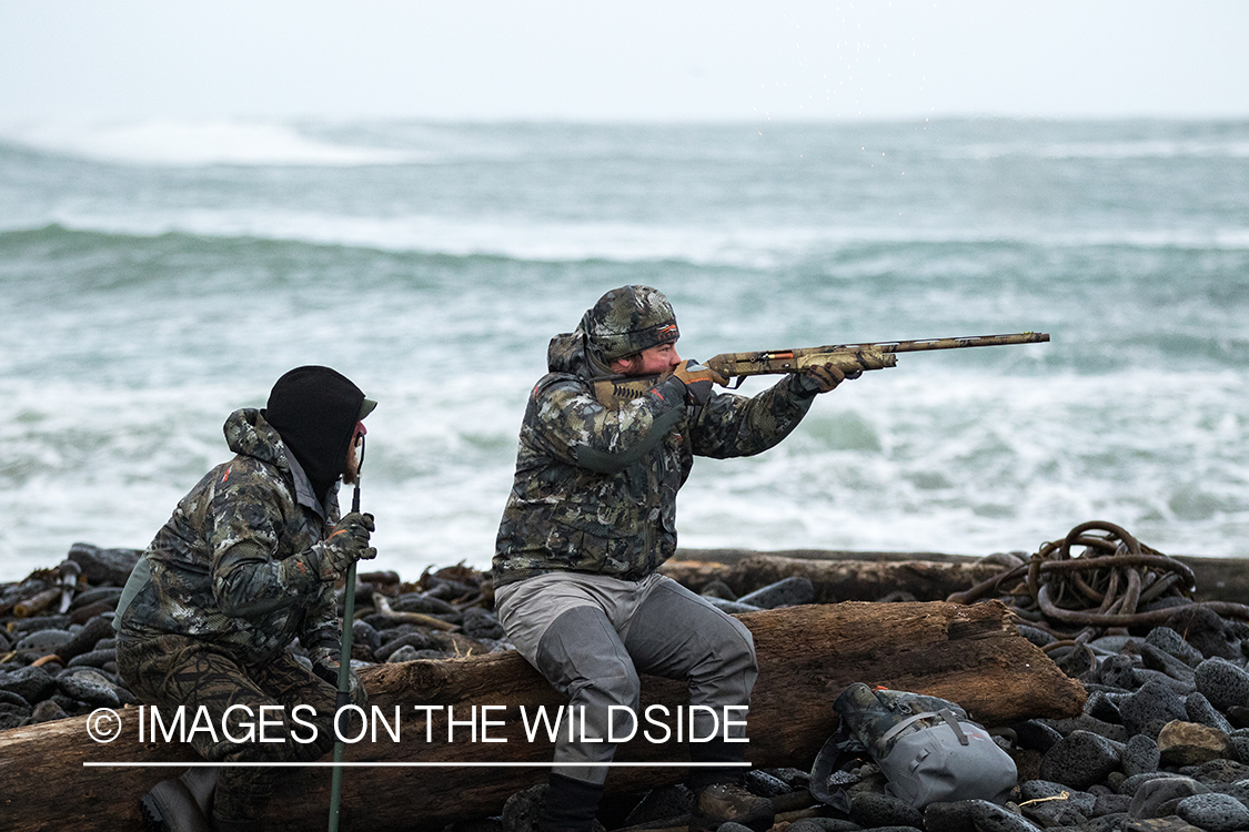 King Eider and Long-tailed duck hunting in Alaska, hunter aiming.