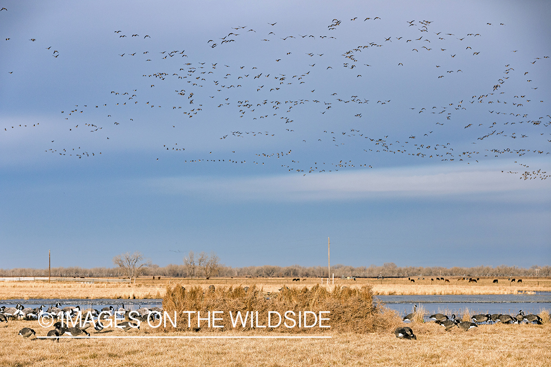 Hunting waterfowl in Nebraska.