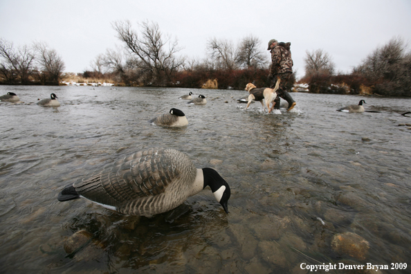 Canadian Goose Decoy