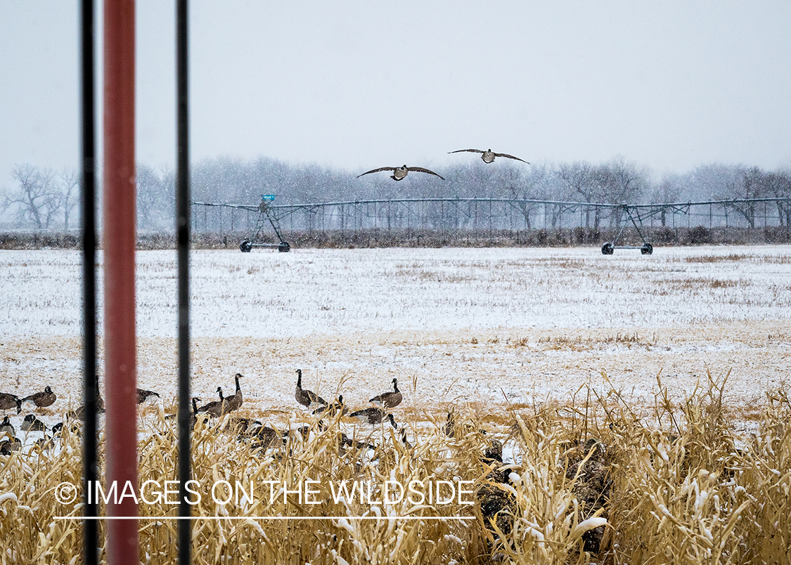 Hunters watching Canada geese land in field with decoys. 